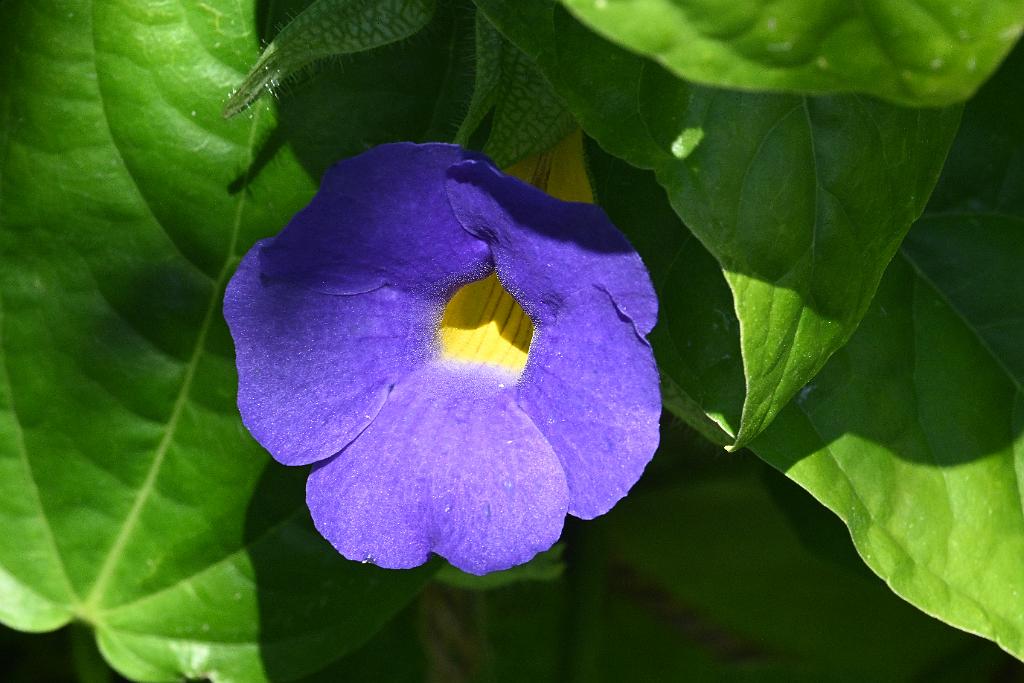 2025-08270166 Tower Hill Botanic Garden, MA.JPG - Blue Trumpet Vine (Thunbergia grandiflora). New England Botanic Garden at Tower Hill, MA, 8-27-2025